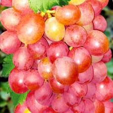 Виноград Розово-янтарный ВС