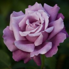 Роза Шарль де Голль (ч.-гибрид., ВС001-142