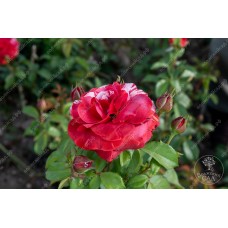 Роза Брауни (плетистая.кармин с мазками) ВС001-426