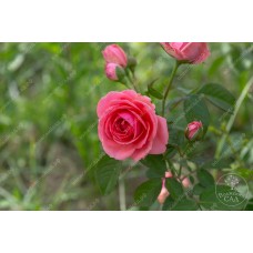 Роза Кимоно (флорибун) ВС001-358