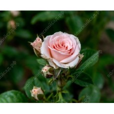 Роза Лидия (спрей, розов) ВС001-199