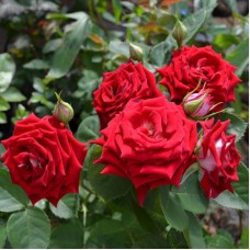 Роза Руби стар (спрей, малинов ВС001-381
