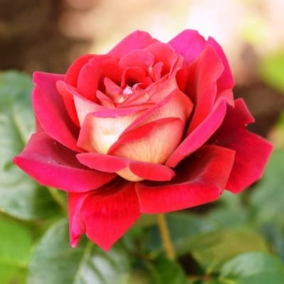 Роза Кроненбург (ч-гибр,розов) ВС001-055