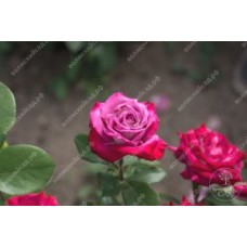 Роза Парадайз  (ч.-гибрид, розов) ВС001-272