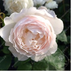 Роза Дездемона (шраб, розовая)