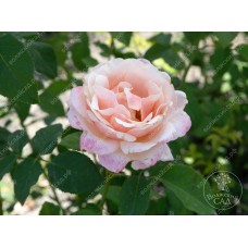 Роза Крем карамель (ч-гибрид, абрикос)