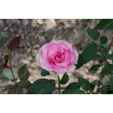 Роза Малибу (ч-гибр, розов)