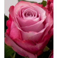 Роза Дип Вотер (ч.-гибрид, розов) ВС001-256