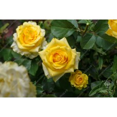 Роза Карибия  (ч.-гибрид,розово-желт) ВС001-264