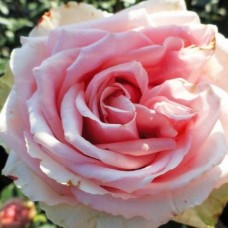 Роза Кинг Конг (ч.-гибрид,розов) ВС001-238