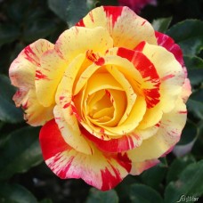Роза Камил Писсаро (флориб,светлый с яркими мазками) ВС001-290