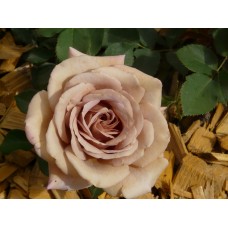 Роза Коко локо  (флориб.,темнорозов) ВС001-359
