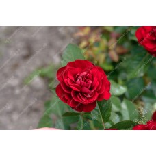 Роза Торнадо (флориб,темно-красн) ВС001-295