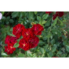 Роза Фейри Данс (почвопокр, розов) ВС001-193
