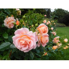 Роза Гейша (флориб,розов) ВС001-427