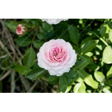 Роза Мария Терезия (флориб, розов) ВС001-365