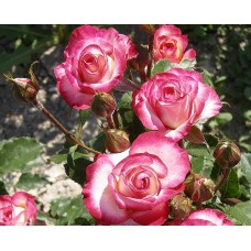 Роза Арифа (спрей,малинов) ВС001-423