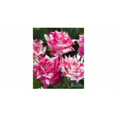 Роза Флэшинг (спрей,розов с белыми полосками) ВС001-388