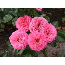 Роза Амулет (миниатюрн.розов) ВС001-422