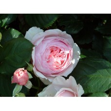 Роза Констанс (шраб, розов) ВС001-400