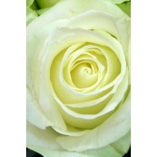 Роза Айсленд (ч.-гибрид, бело-зеленая) ВС001-003