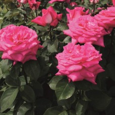 Роза Акапелла (ч.-гибрид, розов) ВС001-004