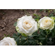 Роза Акито (ч-гибрид, белая) ВС001-412
