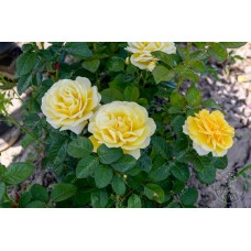 Роза Артур белл (флор. желтый) ВС
