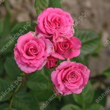 Роза Лавли Лидия (спрей, розов) ВС001-311