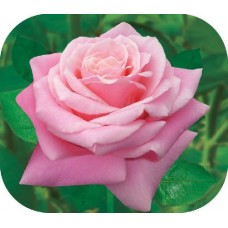 Роза Панама (ч.-гибрид, розов) ВС001-372