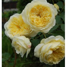 Роза Пилигрим (шраб, желт) ВС001-230